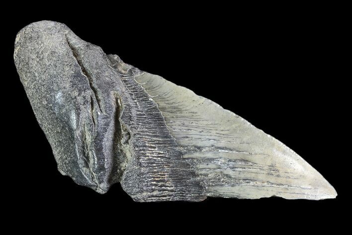 Partial Fossil Megalodon Tooth #89478